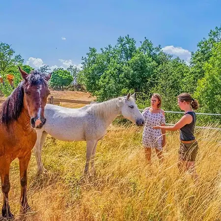 Chalet, Animaux Admis - 5 Pers. - Api-1-52-2604 Campingplads